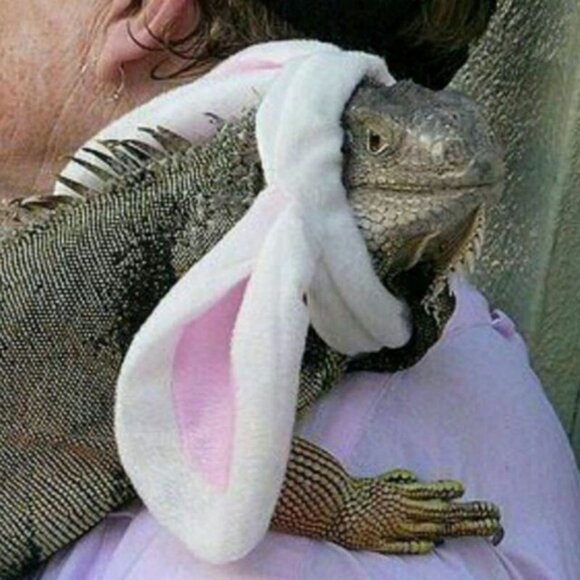 Meet your Posher, Muhebat - Picture 1 of 1